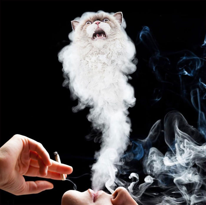 This Guy Photoshops Animals Into The Most Random Things, And The Result Is A Total Treat (86 New Pics) This Guy Photoshops Animals Into The Most Random Things, And The Result Is A Total Treat (86 New Pics)