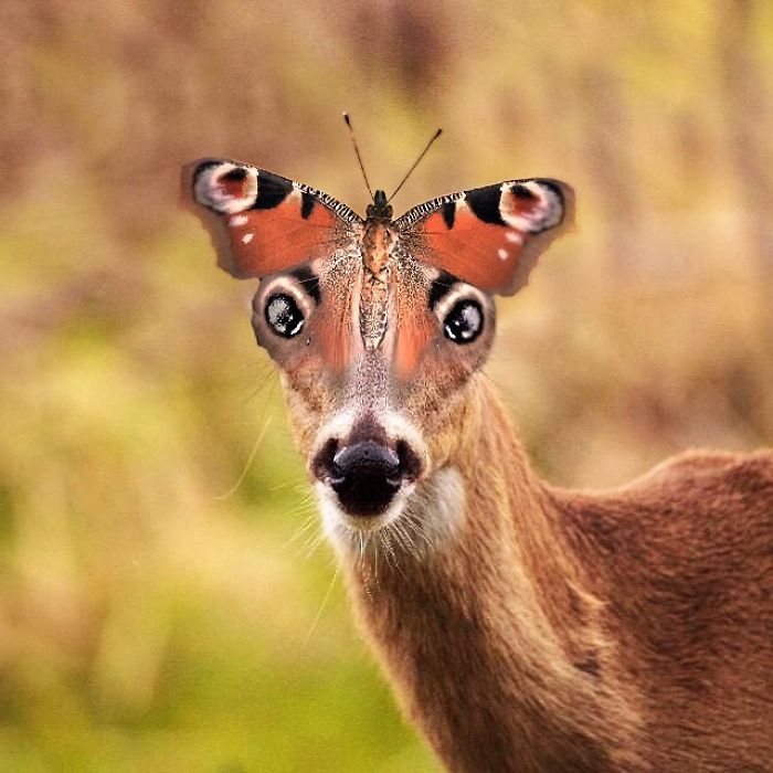 This Guy Photoshops Animals Into The Most Random Things, And The Result Is A Total Treat (86 New Pics) This Guy Photoshops Animals Into The Most Random Things, And The Result Is A Total Treat (86 New Pics)