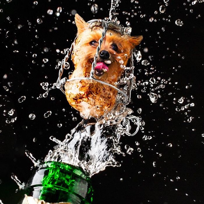 This Guy Photoshops Animals Into The Most Random Things, And The Result Is A Total Treat (86 New Pics) This Guy Photoshops Animals Into The Most Random Things, And The Result Is A Total Treat (86 New Pics)