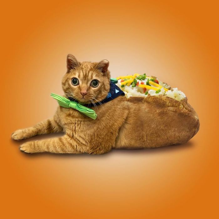 This Guy Photoshops Animals Into The Most Random Things, And The Result Is A Total Treat (86 New Pics) This Guy Photoshops Animals Into The Most Random Things, And The Result Is A Total Treat (86 New Pics)