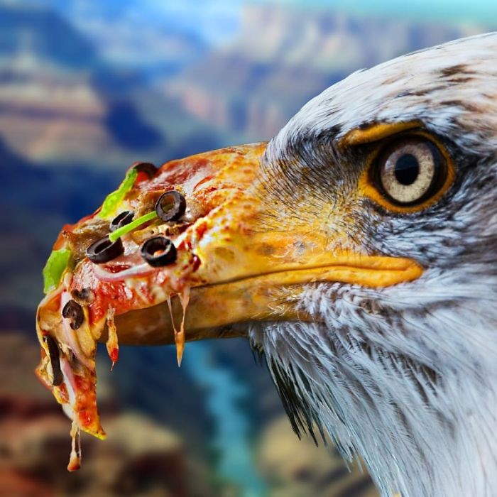 This Guy Photoshops Animals Into The Most Random Things, And The Result Is A Total Treat (86 New Pics) This Guy Photoshops Animals Into The Most Random Things, And The Result Is A Total Treat (86 New Pics)