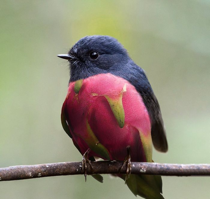 This Guy Photoshops Animals Into The Most Random Things, And The Result Is A Total Treat (86 New Pics) This Guy Photoshops Animals Into The Most Random Things, And The Result Is A Total Treat (86 New Pics)