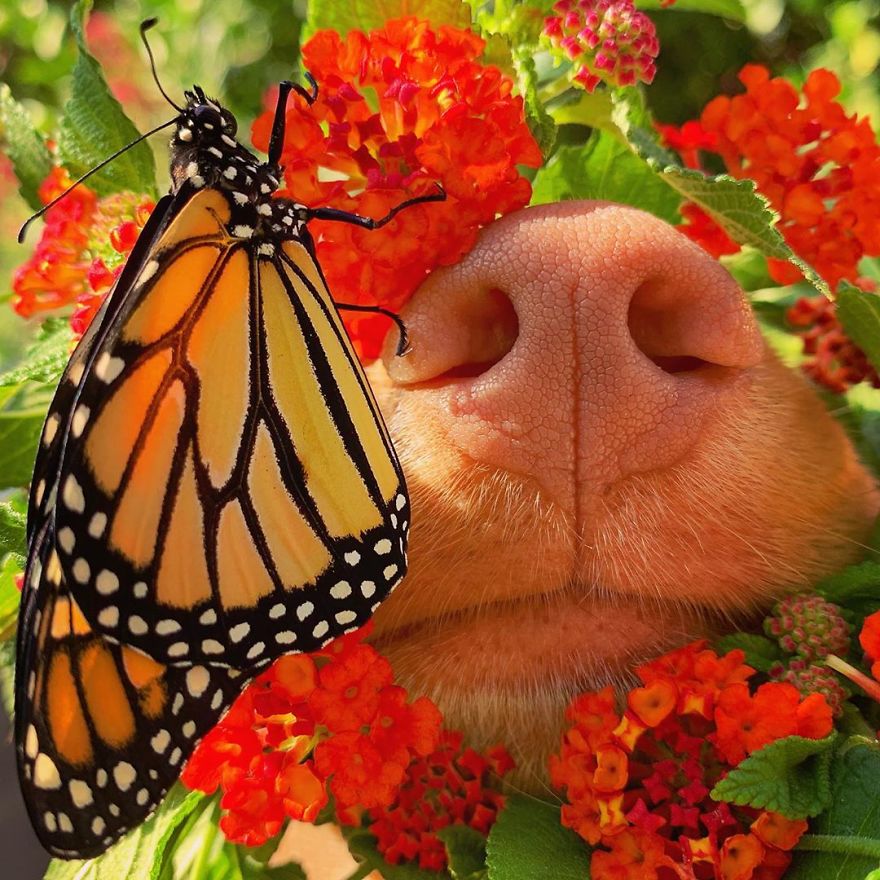 Gentle Doggo Befriends All The Butterflies That Live In His Garden (16 Pics) Gentle Doggo Befriends All The Butterflies That Live In His Garden (16 Pics)