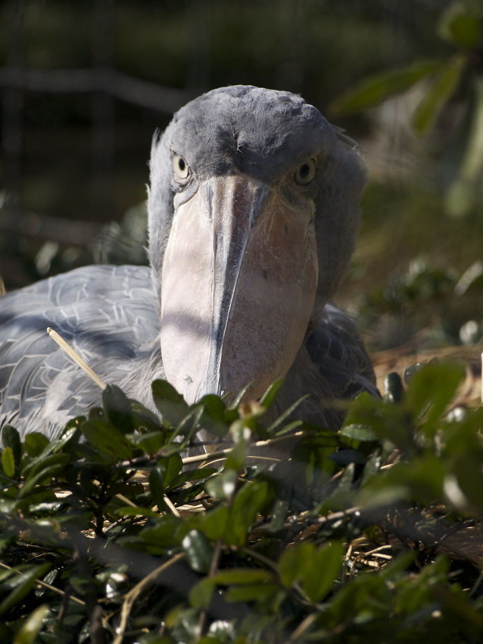 Person Compiles “A Non-Comprehensive List Of Birds That Piss Me Off”, And It’s A Hilariously Nonsensical Read Person Compiles “A Non-Comprehensive List Of Birds That Piss Me Off”, And It’s A Hilariously Nonsensical Read