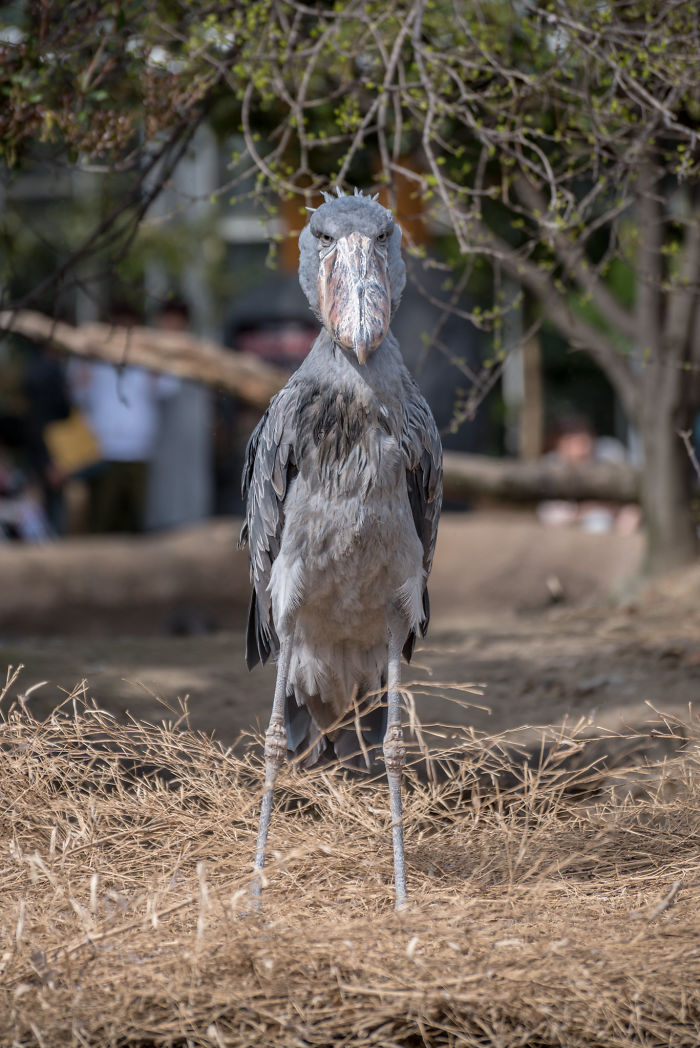 Person Compiles “A Non-Comprehensive List Of Birds That Piss Me Off”, And It’s A Hilariously Nonsensical Read Person Compiles “A Non-Comprehensive List Of Birds That Piss Me Off”, And It’s A Hilariously Nonsensical Read