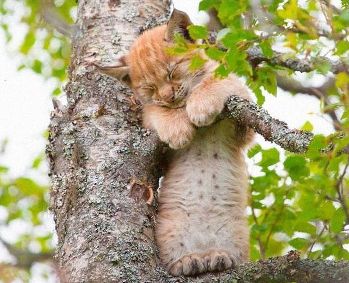 30 Cats Showing Off Their Skills At The Difficult Art Of Sleeping In Trees