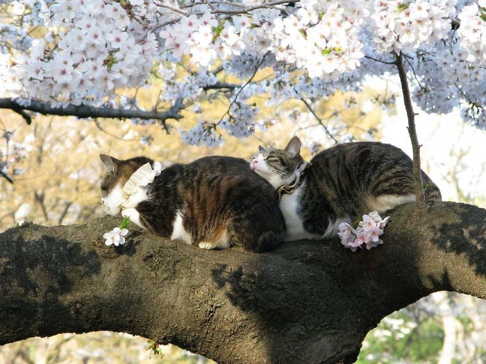 30 Cats Showing Off Their Skills At The Difficult Art Of Sleeping In Trees