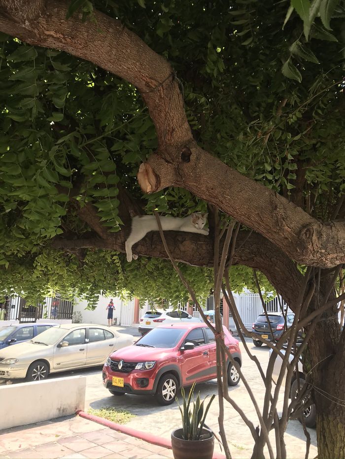 30 Cats Showing Off Their Skills At The Difficult Art Of Sleeping In Trees