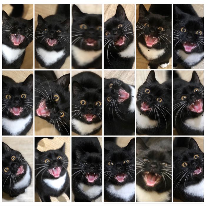 There’s A Group Where People Share Pics Of Cats Meowing So Loud You Can Almost Hear These Images (30 Pics) There’s A Group Where People Share Pics Of Cats Meowing So Loud You Can Almost Hear These Images (30 Pics)