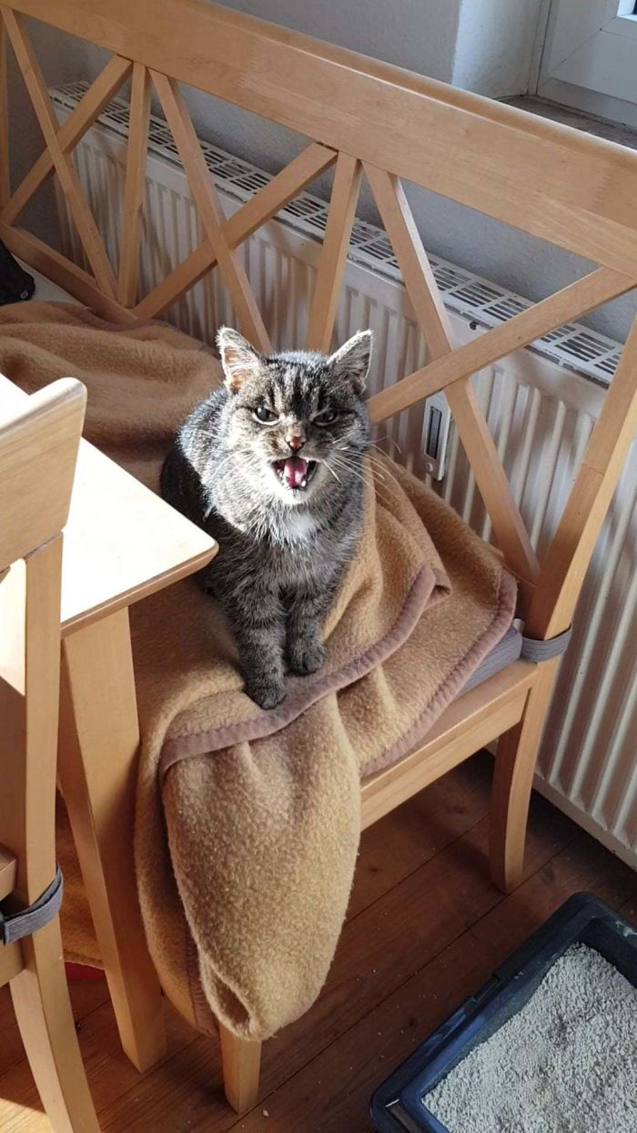 There’s A Group Where People Share Pics Of Cats Meowing So Loud You Can Almost Hear These Images (30 Pics) There’s A Group Where People Share Pics Of Cats Meowing So Loud You Can Almost Hear These Images (30 Pics)