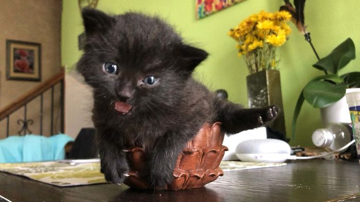 There’s A Group Where People Share Pics Of Cats Meowing So Loud You Can Almost Hear These Images (30 Pics) There’s A Group Where People Share Pics Of Cats Meowing So Loud You Can Almost Hear These Images (30 Pics)