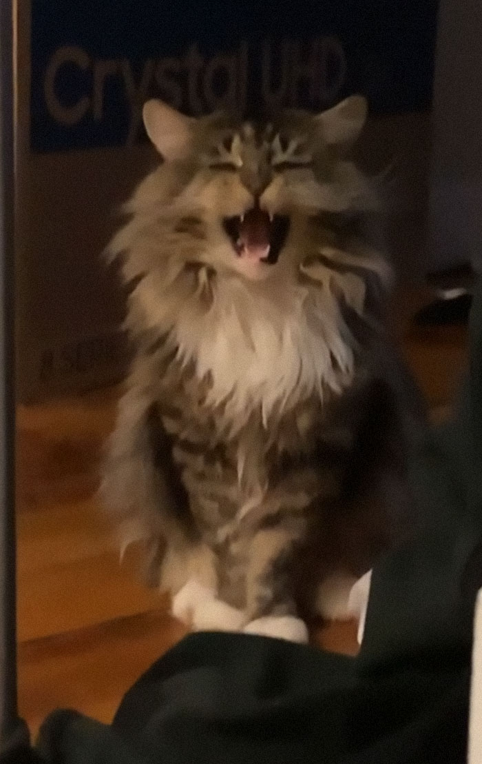 There’s A Group Where People Share Pics Of Cats Meowing So Loud You Can Almost Hear These Images (30 Pics) There’s A Group Where People Share Pics Of Cats Meowing So Loud You Can Almost Hear These Images (30 Pics)