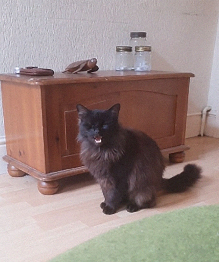 There’s A Group Where People Share Pics Of Cats Meowing So Loud You Can Almost Hear These Images (30 Pics) There’s A Group Where People Share Pics Of Cats Meowing So Loud You Can Almost Hear These Images (30 Pics)