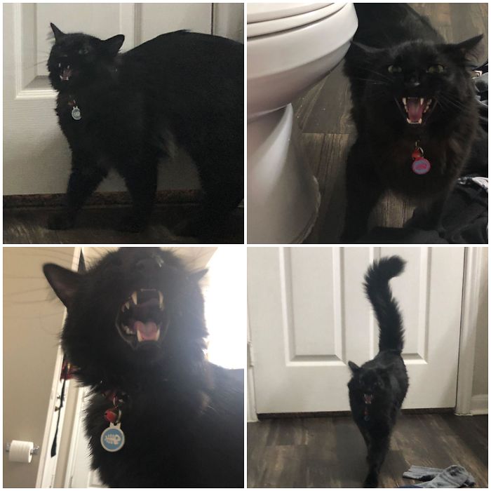 There’s A Group Where People Share Pics Of Cats Meowing So Loud You Can Almost Hear These Images (30 Pics) There’s A Group Where People Share Pics Of Cats Meowing So Loud You Can Almost Hear These Images (30 Pics)