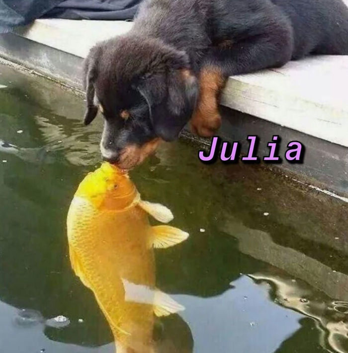 You Can Now Find Out What Dog You Are Based On Your Name (40 Pics) You Can Now Find Out What Dog You Are Based On Your Name (40 Pics)