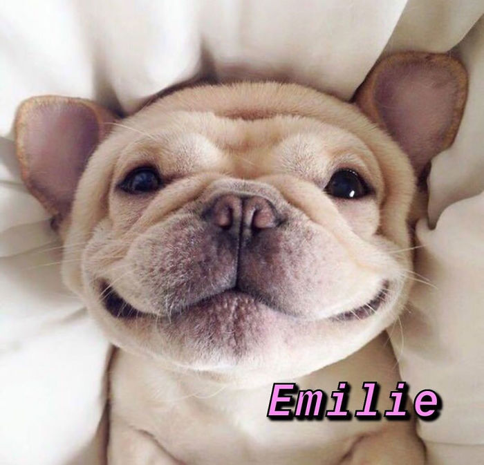 You Can Now Find Out What Dog You Are Based On Your Name (40 Pics) You Can Now Find Out What Dog You Are Based On Your Name (40 Pics)