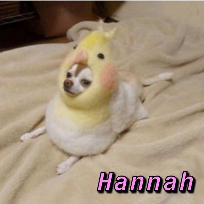 You Can Now Find Out What Dog You Are Based On Your Name (40 Pics) You Can Now Find Out What Dog You Are Based On Your Name (40 Pics)