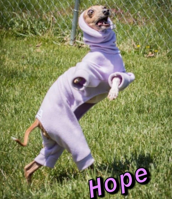 You Can Now Find Out What Dog You Are Based On Your Name (40 Pics) You Can Now Find Out What Dog You Are Based On Your Name (40 Pics)