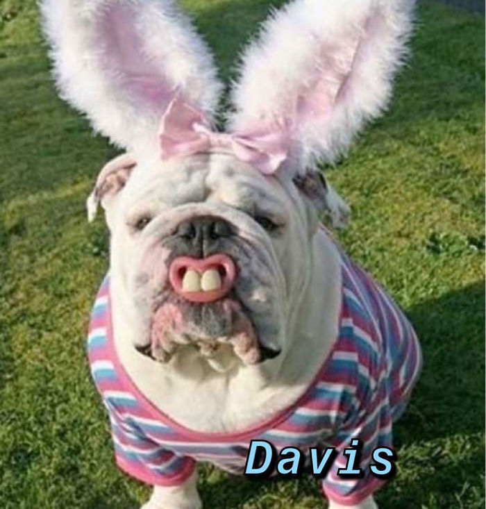 You Can Now Find Out What Dog You Are Based On Your Name (40 Pics) You Can Now Find Out What Dog You Are Based On Your Name (40 Pics)