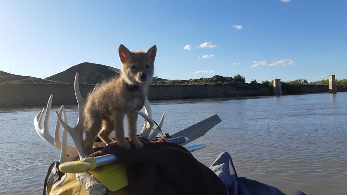 Canadian Saves Coyote Pup From Drowning And Lets Him Tag Along For A 10-Day Raft Ride Canadian Saves Coyote Pup From Drowning And Lets Him Tag Along For A 10-Day Raft Ride