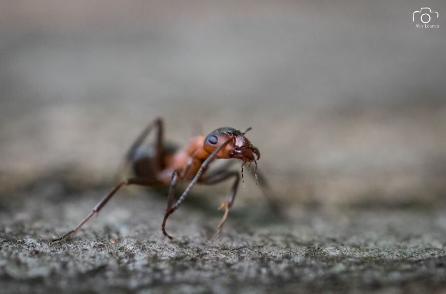My 21 Photographs Show What The Life Of Insects Is Like My 21 Photographs Show What The Life Of Insects Is Like