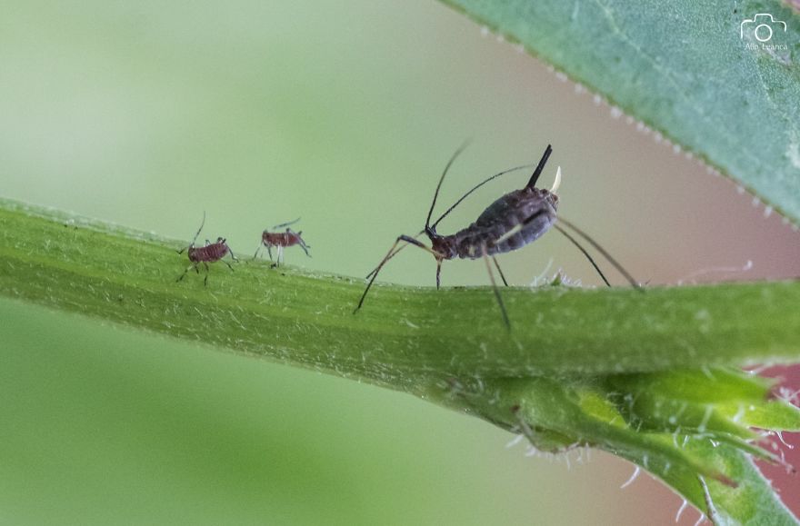 My 21 Photographs Show What The Life Of Insects Is Like My 21 Photographs Show What The Life Of Insects Is Like