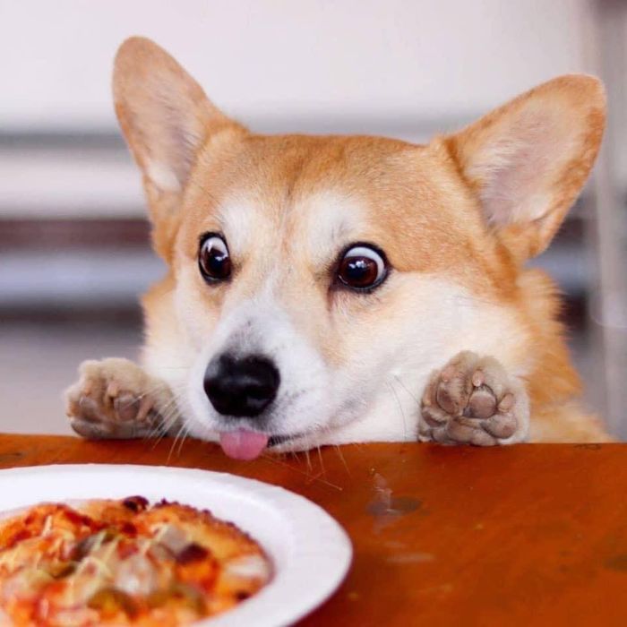 Meet Gen, A Corgi From Japan Whose Facial Expressions Can Instantly Make Your Day (30 Pics)