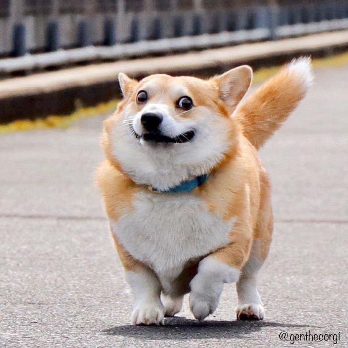 Meet Gen, A Corgi From Japan Whose Facial Expressions Can Instantly Make Your Day (30 Pics)