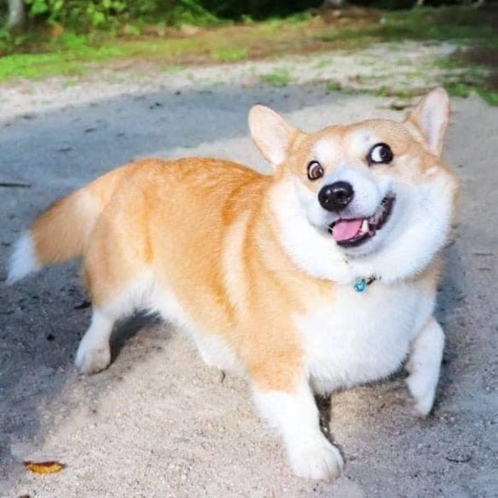 Meet Gen, A Corgi From Japan Whose Facial Expressions Can Instantly Make Your Day (30 Pics)