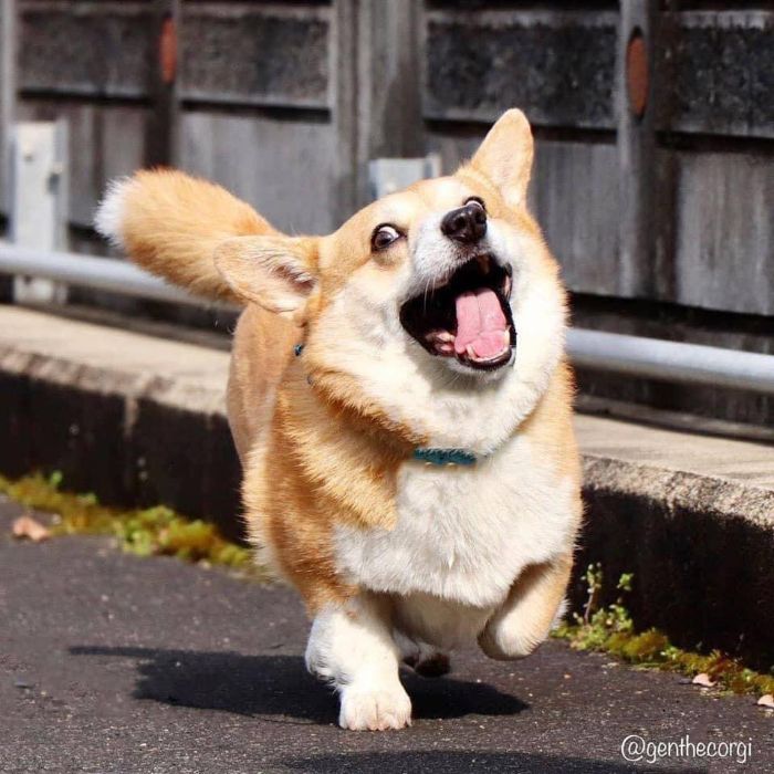 Meet Gen, A Corgi From Japan Whose Facial Expressions Can Instantly Make Your Day (30 Pics)