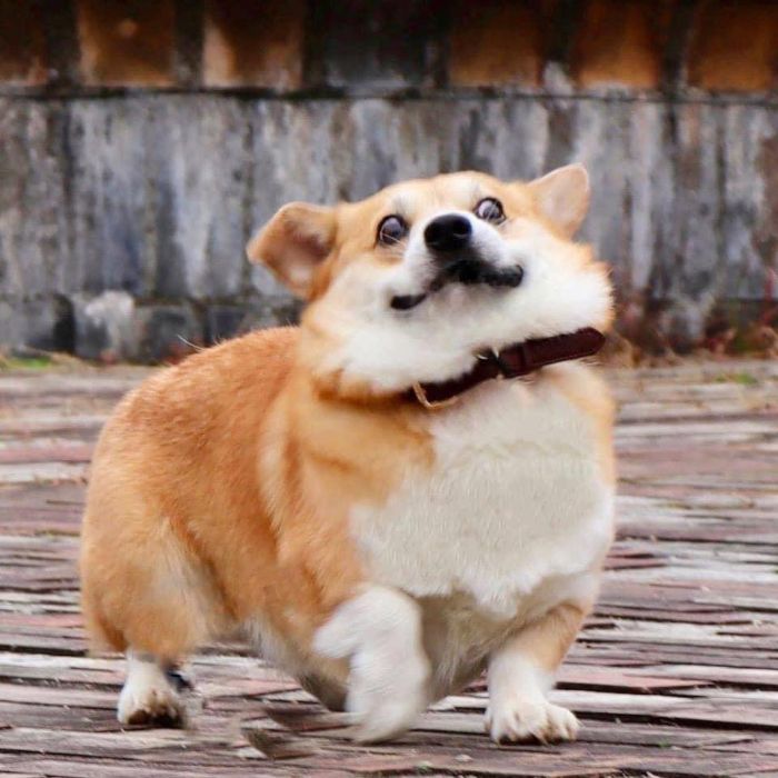 Meet Gen, A Corgi From Japan Whose Facial Expressions Can Instantly Make Your Day (30 Pics)