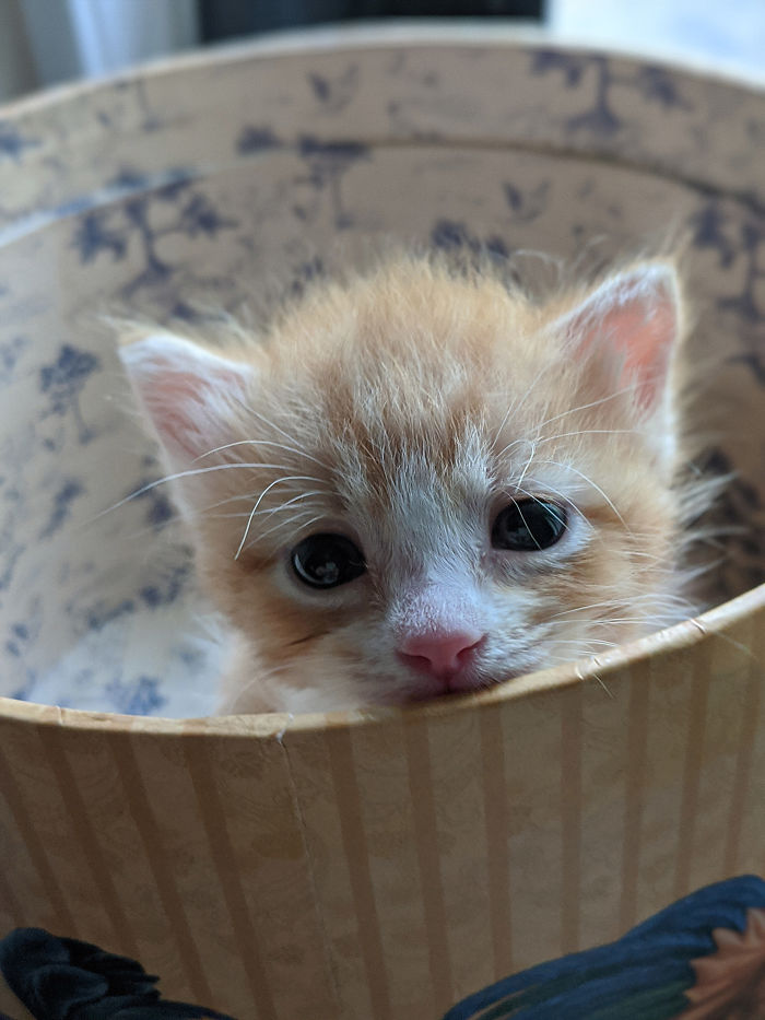 Hey Pandas, Share A Photo Of Your Cat When It Was Still A Kitten (Ended) Hey Pandas, Share A Photo Of Your Cat When It Was Still A Kitten (Ended)