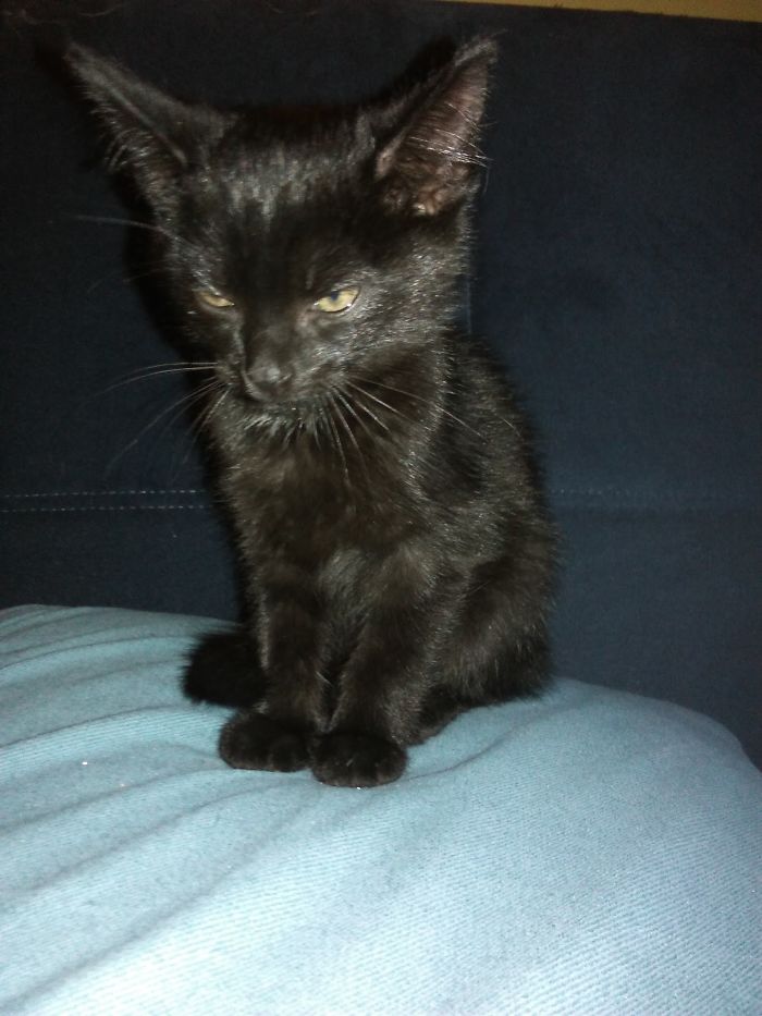 Hey Pandas, Share A Photo Of Your Cat When It Was Still A Kitten (Ended)
