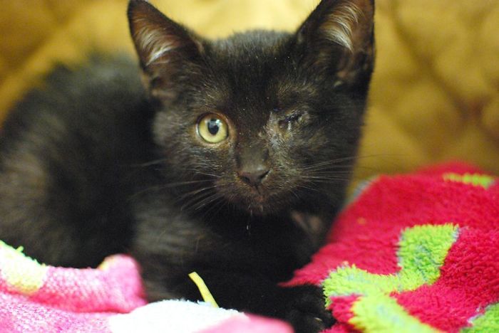 Hey Pandas, Share A Photo Of Your Cat When It Was Still A Kitten (Ended)