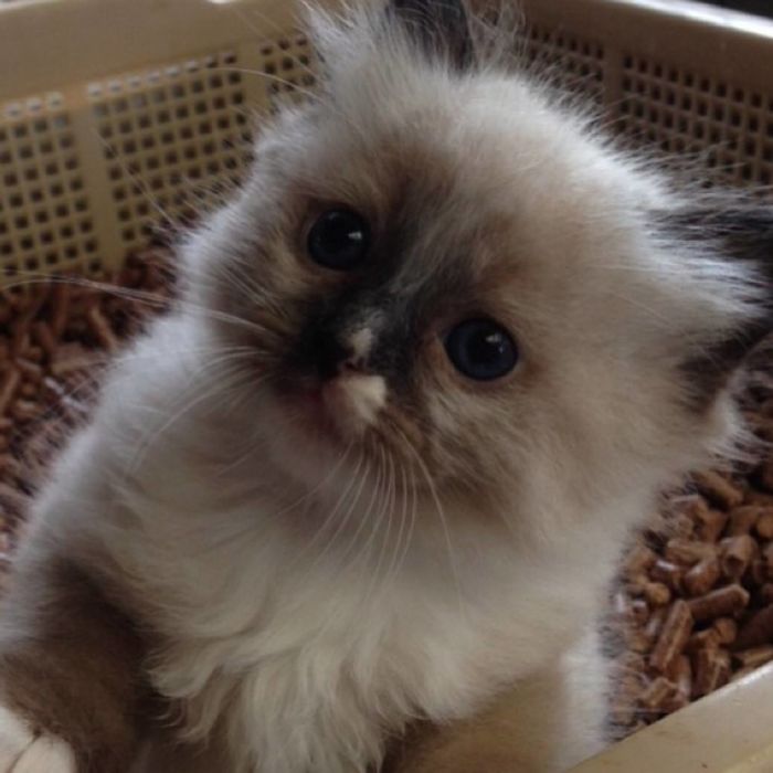 Hey Pandas, Share A Photo Of Your Cat When It Was Still A Kitten (Ended) Hey Pandas, Share A Photo Of Your Cat When It Was Still A Kitten (Ended)