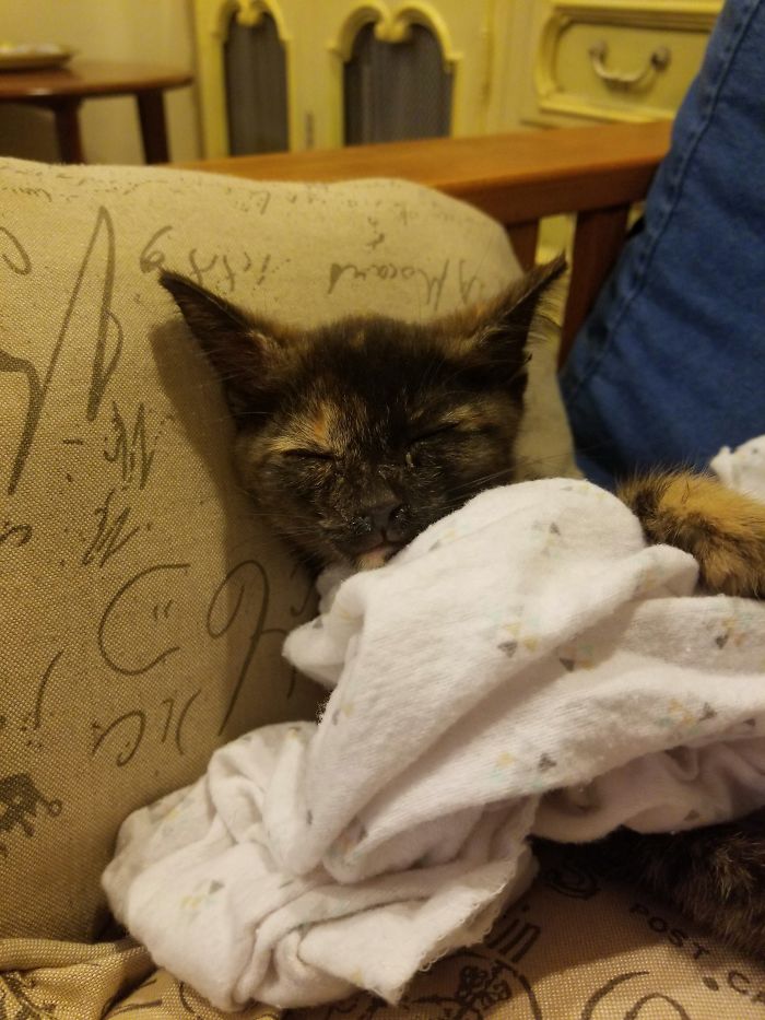 Hey Pandas, Share A Photo Of Your Cat When It Was Still A Kitten (Ended)