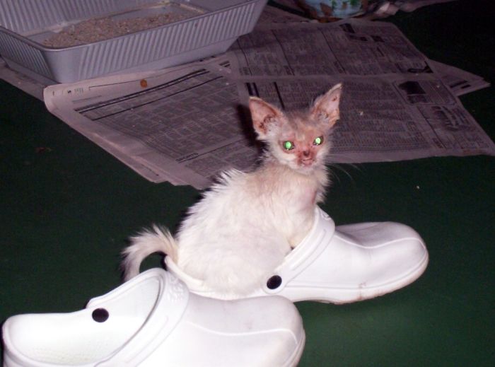 Hey Pandas, Share A Photo Of Your Cat When It Was Still A Kitten (Ended)