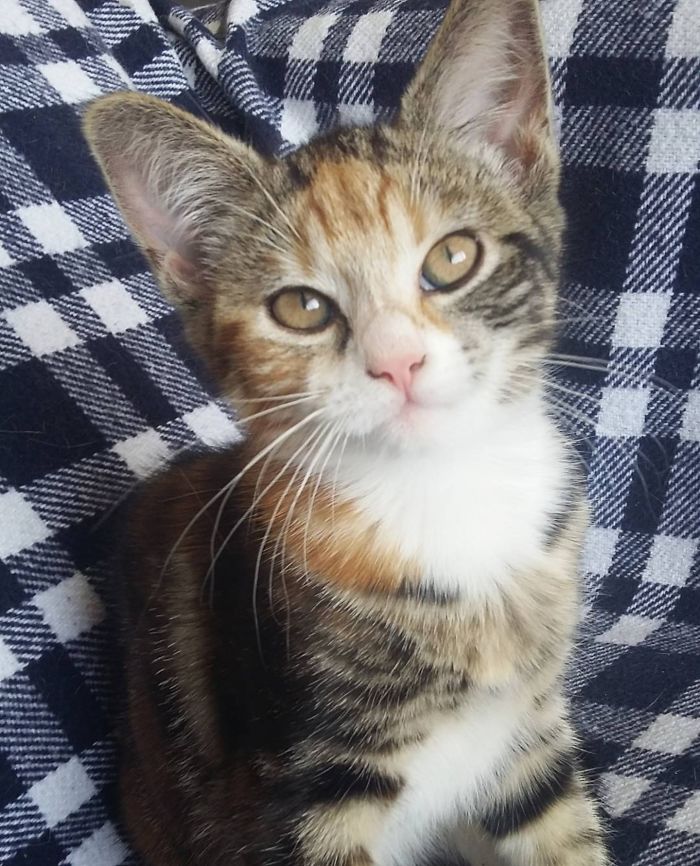 Hey Pandas, Share A Photo Of Your Cat When It Was Still A Kitten (Ended) Hey Pandas, Share A Photo Of Your Cat When It Was Still A Kitten (Ended)