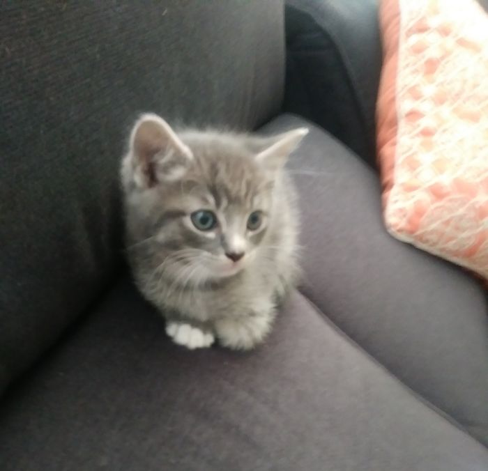 Hey Pandas, Share A Photo Of Your Cat When It Was Still A Kitten (Ended)