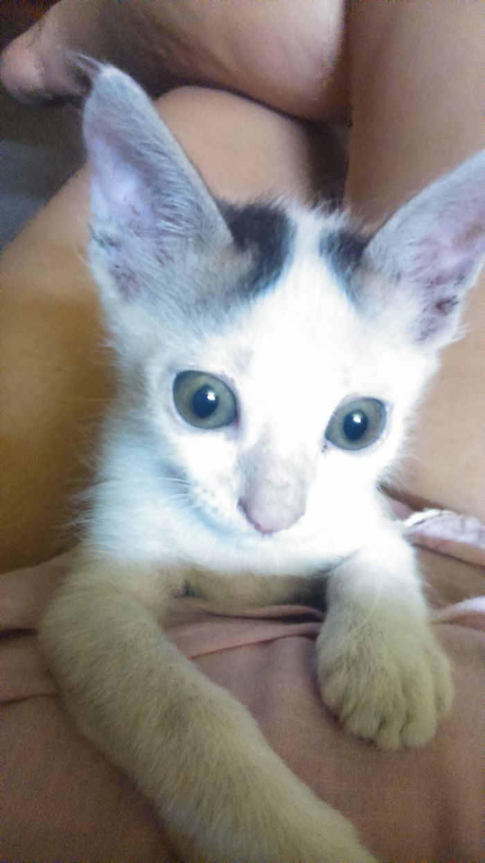 Hey Pandas, Share A Photo Of Your Cat When It Was Still A Kitten (Ended)