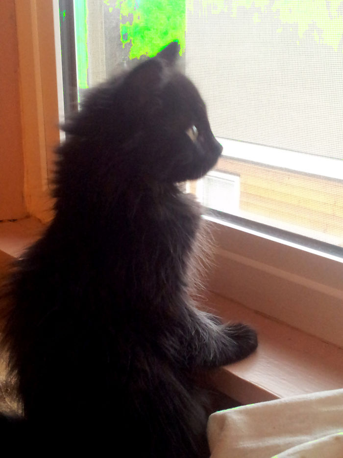 Hey Pandas, Share A Photo Of Your Cat When It Was Still A Kitten (Ended)