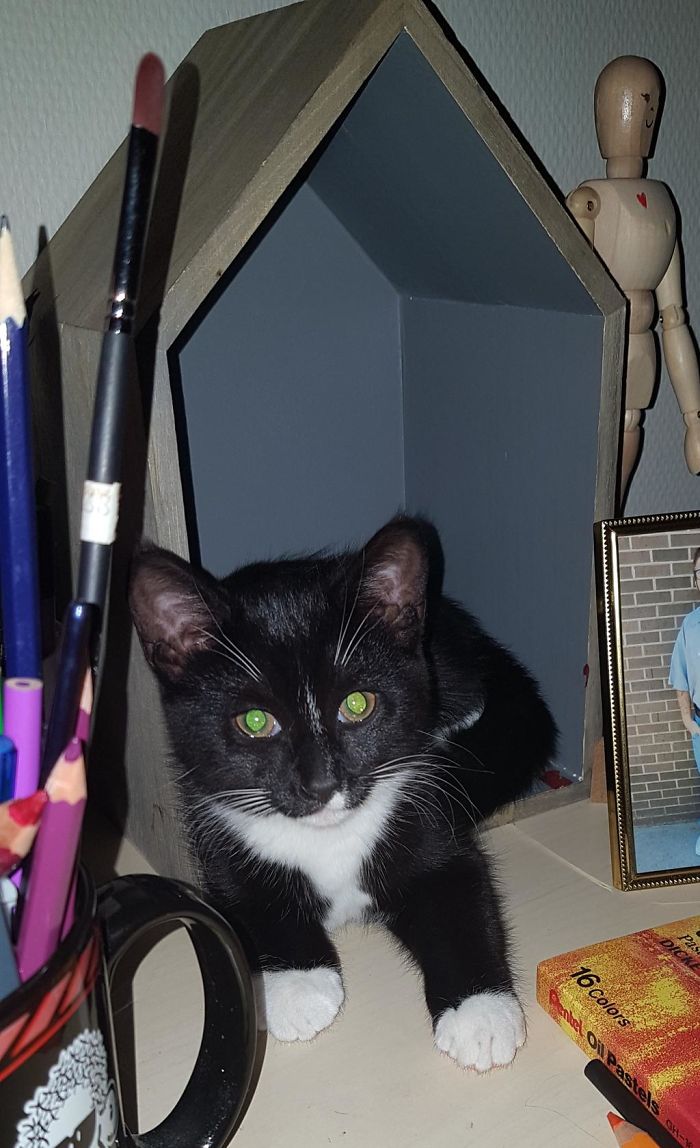 Hey Pandas, Share A Photo Of Your Cat When It Was Still A Kitten (Ended)