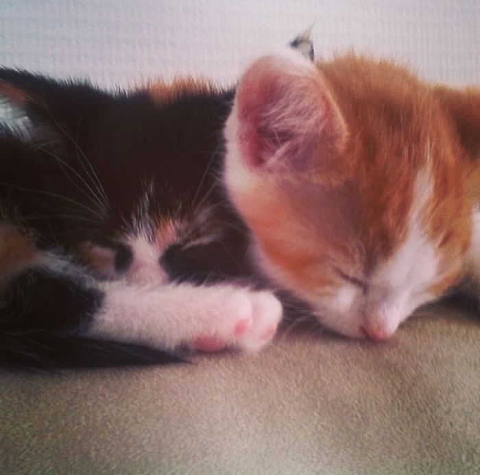 Hey Pandas, Share A Photo Of Your Cat When It Was Still A Kitten (Ended)