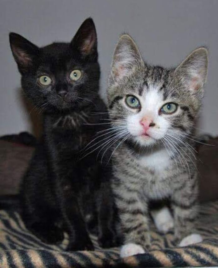 Hey Pandas, Share A Photo Of Your Cat When It Was Still A Kitten (Ended)