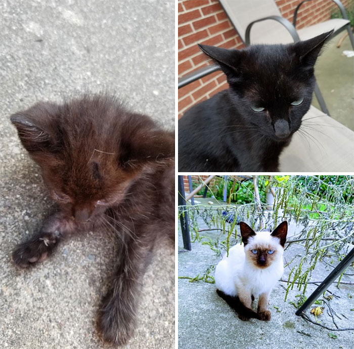 Hey Pandas, Share A Photo Of Your Cat When It Was Still A Kitten (Ended) Hey Pandas, Share A Photo Of Your Cat When It Was Still A Kitten (Ended)