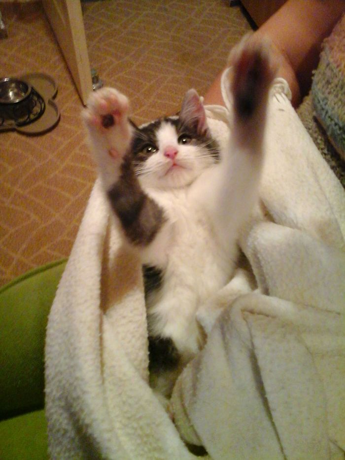 Hey Pandas, Share A Photo Of Your Cat When It Was Still A Kitten (Ended)