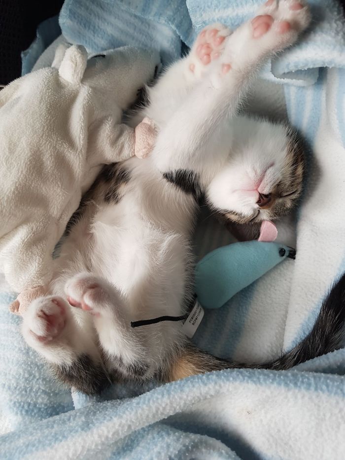 Hey Pandas, Share A Photo Of Your Cat When It Was Still A Kitten (Ended)