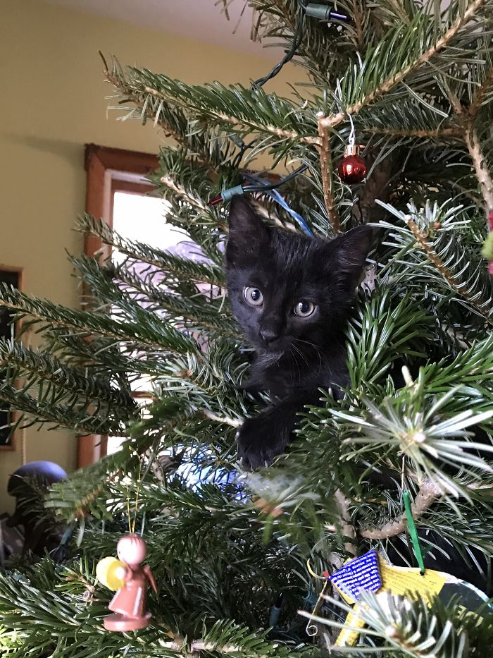 Hey Pandas, Share A Photo Of Your Cat When It Was Still A Kitten (Ended)