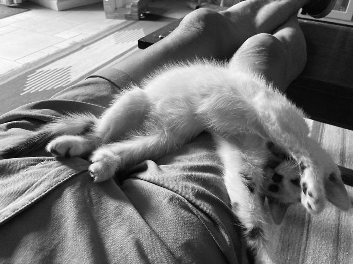 Hey Pandas, Share A Photo Of Your Cat When It Was Still A Kitten (Ended)