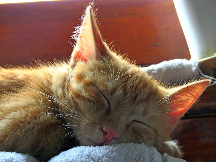 Hey Pandas, Share A Photo Of Your Cat When It Was Still A Kitten (Ended)